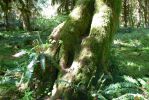 PICTURES/Ho Rainforest - Hall of Mosses/t_Mossy Trunck.JPG
